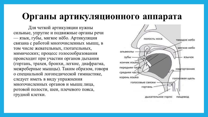 Органы артикуляционного аппарата