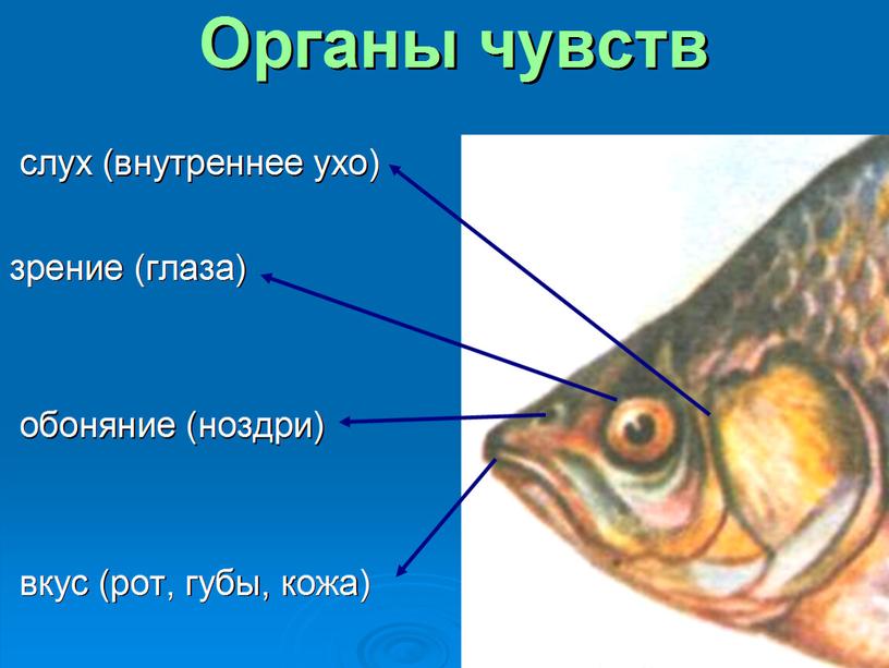 Аукцион "Копилка знаний". Тема: "Надкласс Рыбы. Общая характеристика" урок биологии в 7-8 классе