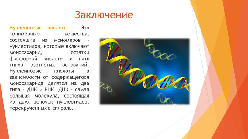 Заключение Нуклеиновые кислоты -