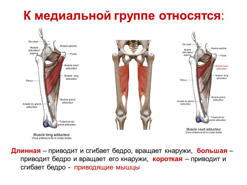 К медиальной группе относятся :