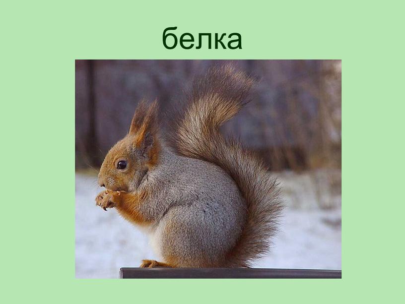 белка