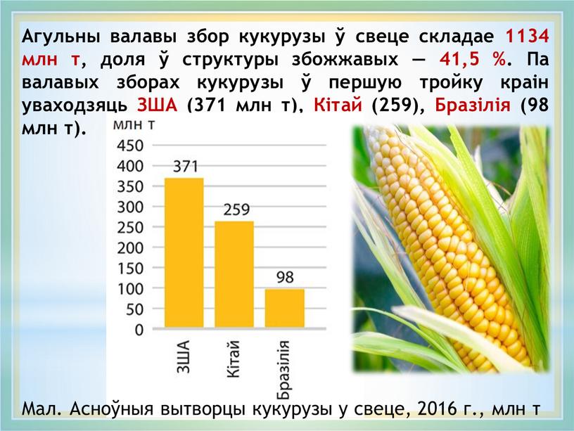 Агульны валавы збор кукурузы ў свеце складае 1134 млн т, доля ў структуры збожжавых — 41,5 %