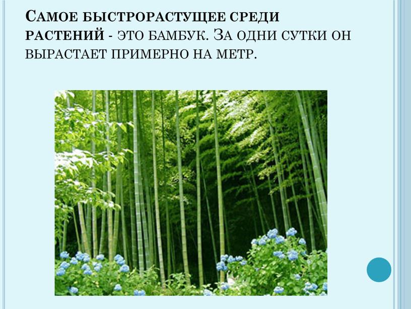 Самое быстрорастущее среди растений - это бамбук