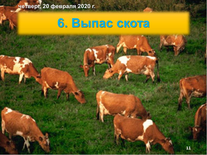 Выпас скота четверг, 20 февраля 2020 г