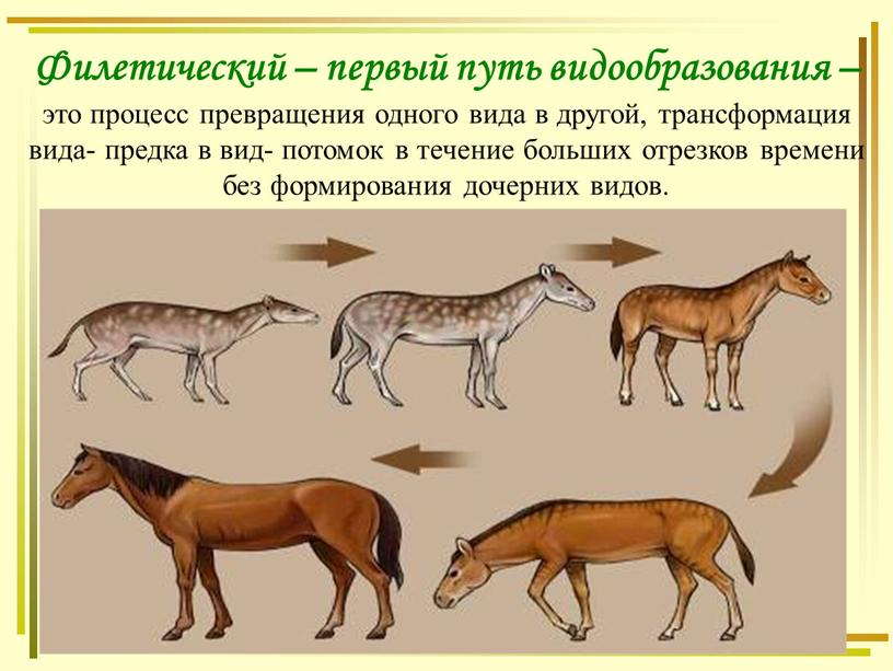 Филетический – первый путь видообразования – это процесс превращения одного вида в другой, трансформация вида- предка в вид- потомок в течение больших отрезков времени без…