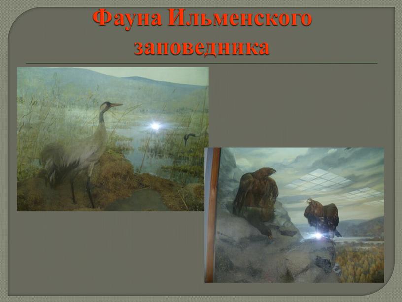 Фауна Ильменского заповедника
