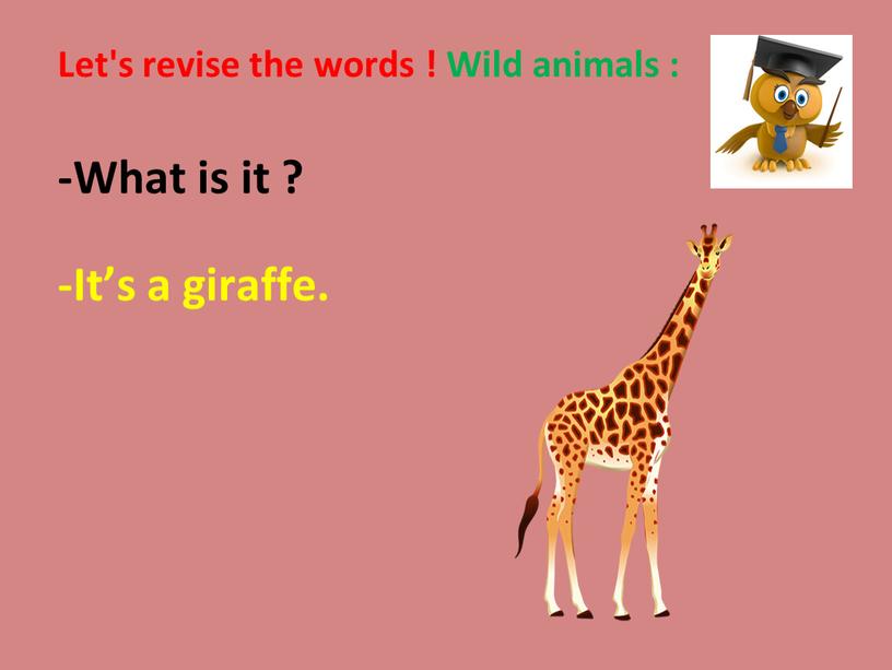 Let's revise the words ! Wild animals : -What is it ? -It’s a giraffe