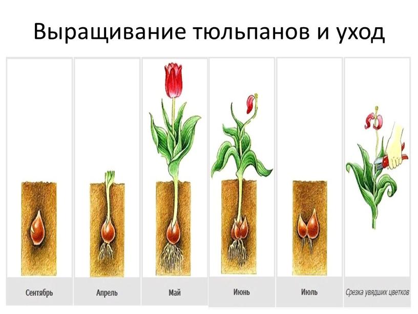 Выращивание тюльпанов и уход