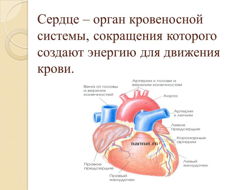 Сердце – орган кровеносной системы, сокращения которого создают энергию для движения крови