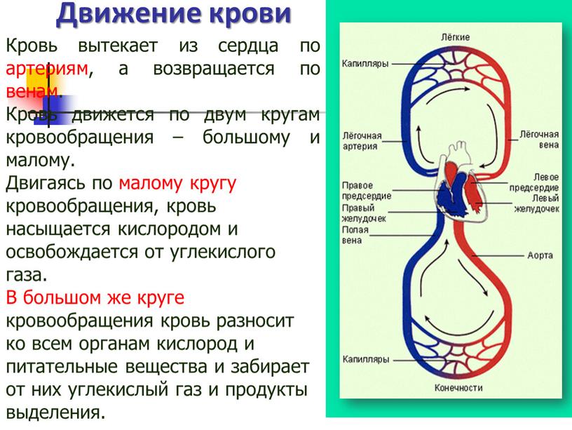 Движение крови Кровь вытекает из сердца по артериям, а возвращается по венам