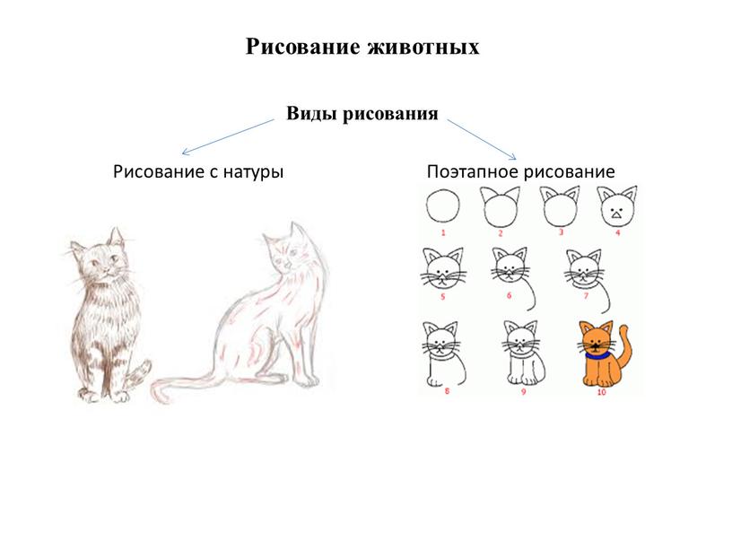 Рисование животных Виды рисования