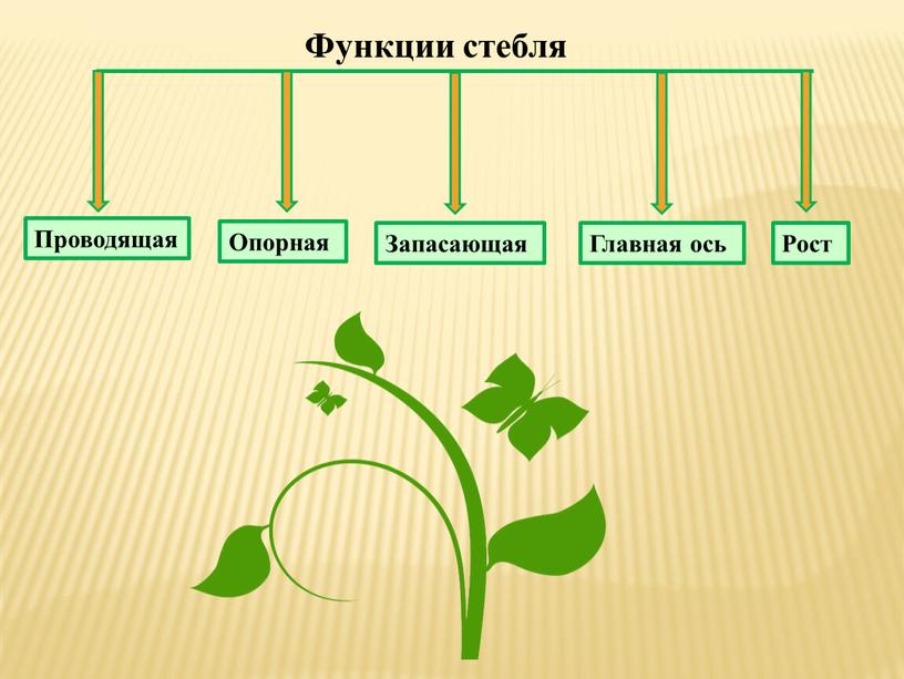 Функции стебля Проводящая Опорная