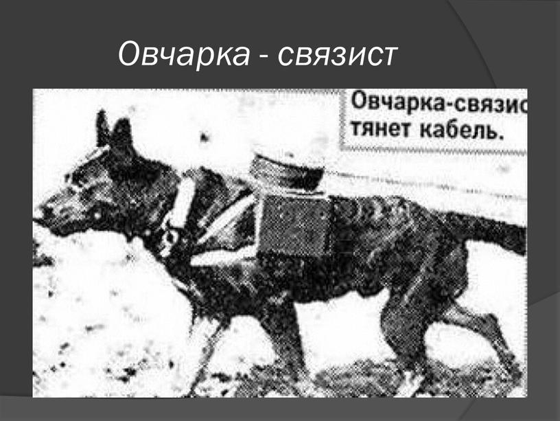 Овчарка - связист