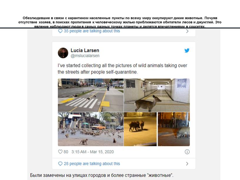 Обезлюдевшие в связи с карантином населенные пункты по всему миру оккупируют дикие животные