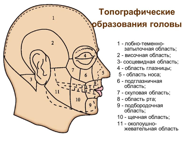 Топографические образования головы 1 - лобно-теменно-затылочная область; 2 - височная область; 3- сосцевидная область; 4 - область глазницы; 5 - область носа; 6 - подглазничная…