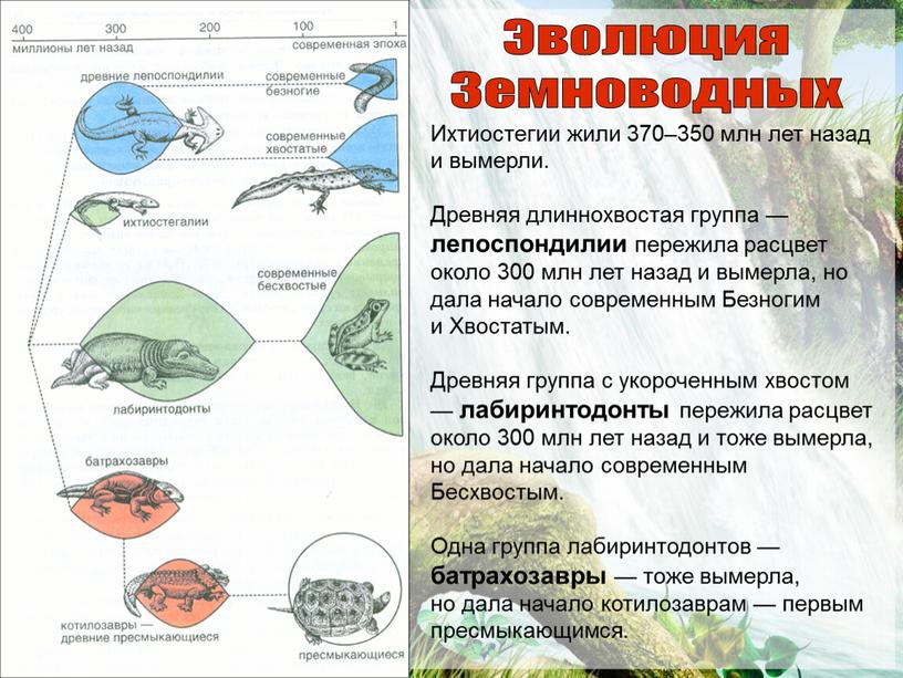 Эволюция Земноводных Ихтиостегии жили 370–350 млн лет назад и вымерли