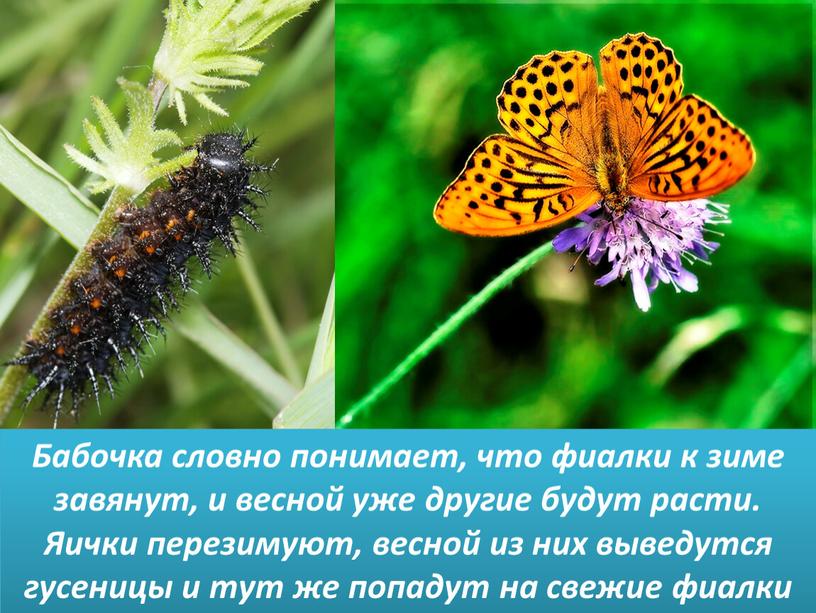 Бабочка словно понимает, что фиалки к зиме завянут, и весной уже другие будут расти