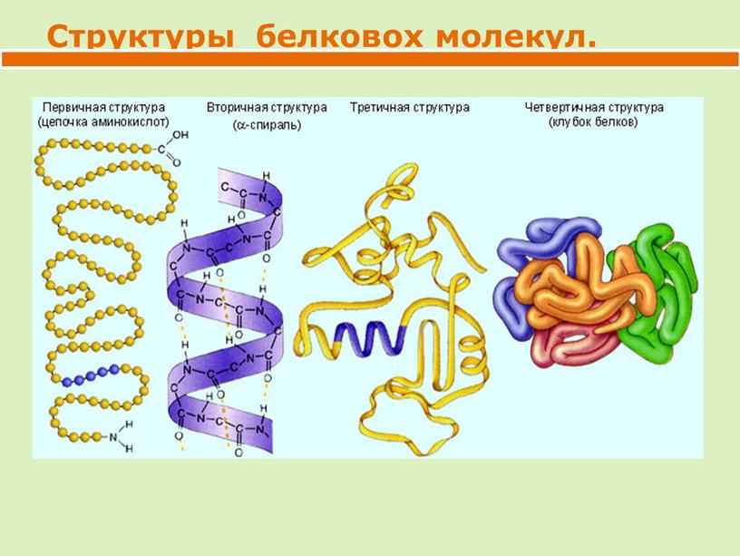 Структуры белковох молекул.