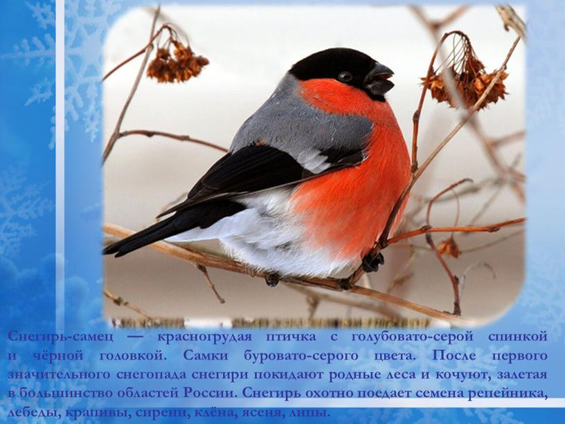 Снегирь-самец — красногрудая птичка с голубовато-серой спинкой и чёрной головкой
