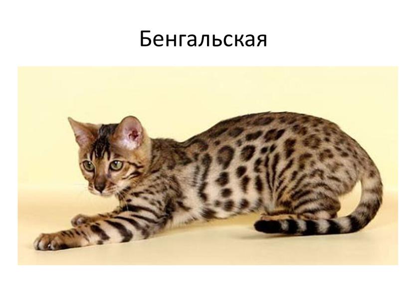 Бенгальская