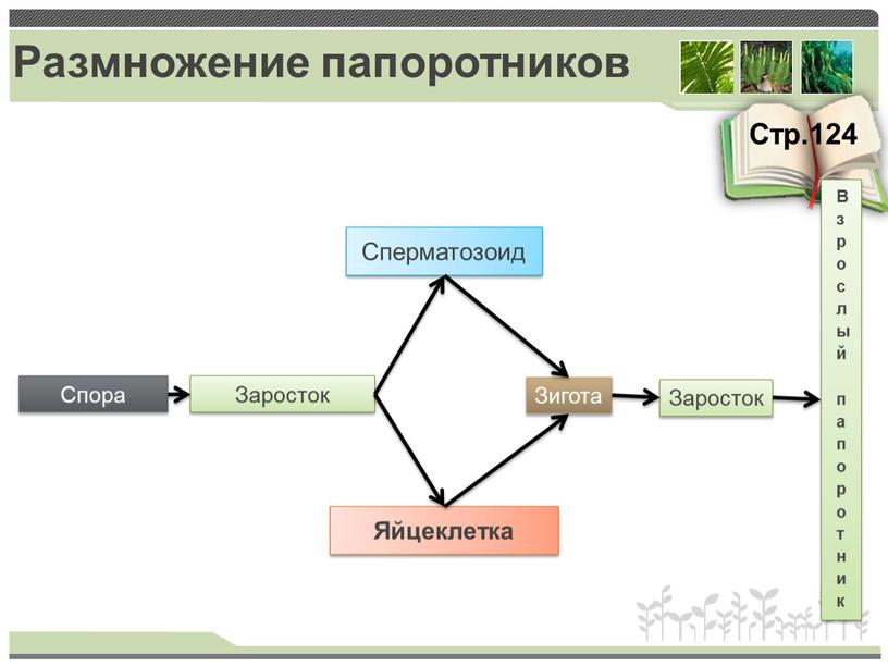 Размножение папоротников Стр.124