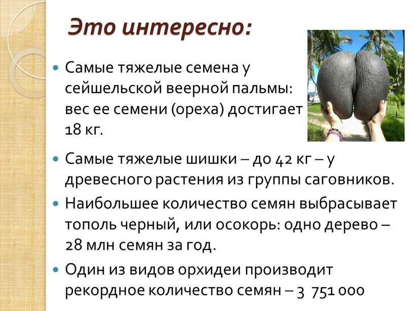 Это интересно: Самые тяжелые семена у сейшельской веерной пальмы: вес ее семени (ореха) достигает 18 кг