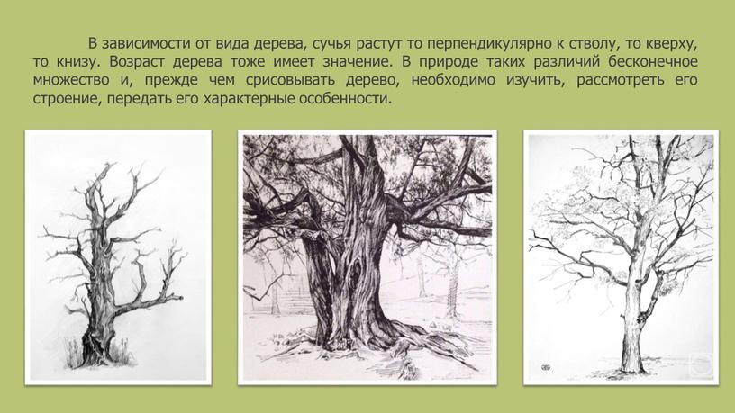 В зависимости от вида дерева, сучья растут то перпендикулярно к стволу, то кверху, то книзу