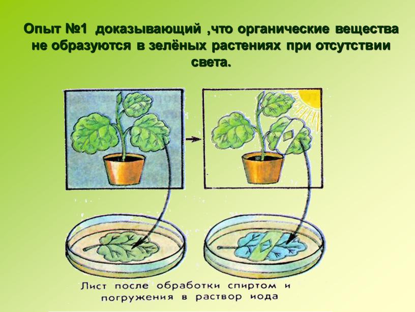 Опыт №1 доказывающий ,что органические вещества не образуются в зелёных растениях при отсутствии света