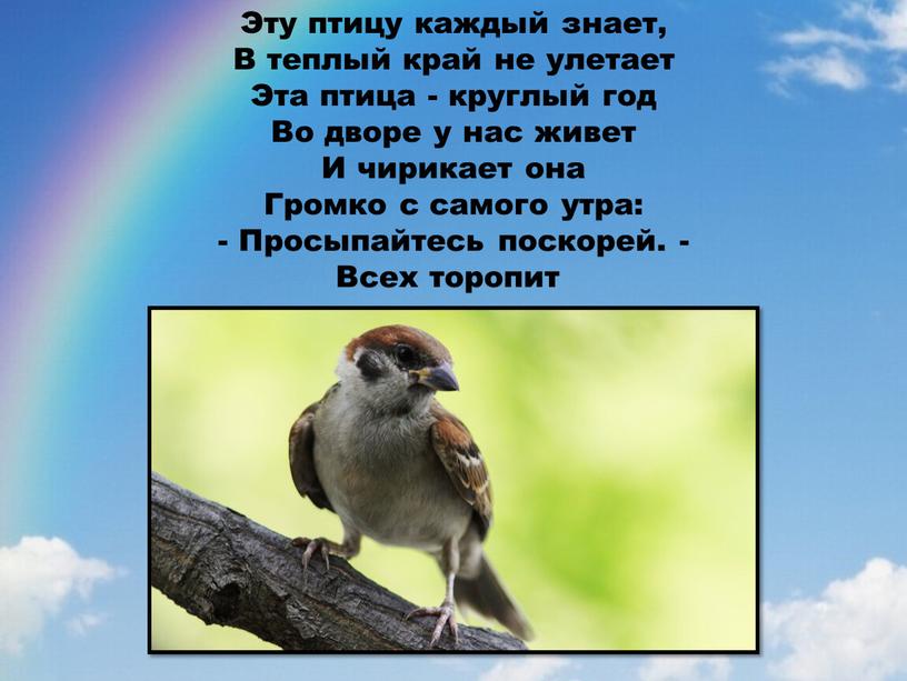 Эту птицу каждый знает, В теплый край не улетает