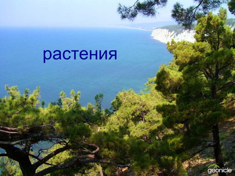 растения