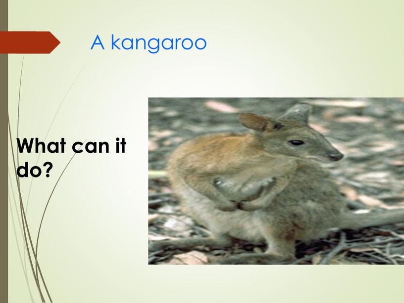 A kangaroo What can it do?