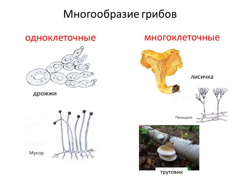 Многообразие грибов одноклеточные многоклеточные дрожжи лисичка трутовик