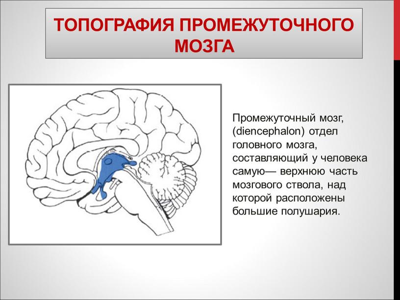 Топография промежуточного мозга