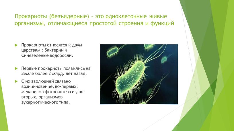 Прокариоты (безъядерные) – это одноклеточные живые организмы, отличающиеся простотой строения и функций