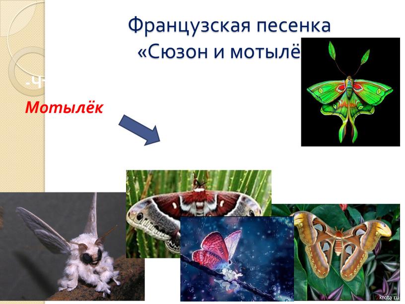 Французская песенка «Сюзон и мотылёк» -Что вы знаете о мотыльках?