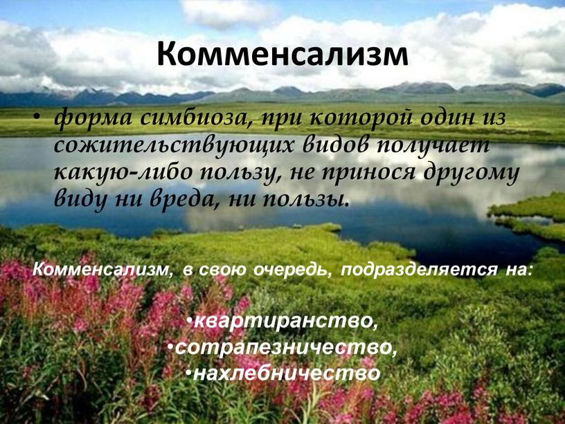 Комменсализм форма симбиоза, при которой один из сожительствующих видов получает какую-либо пользу, не принося другому виду ни вреда, ни пользы