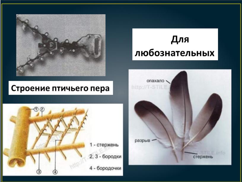 Для любознательных Строение птичьего пера