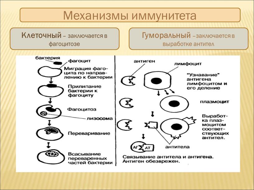 Механизмы иммунитета Клеточный – заключается в фагоцитозе