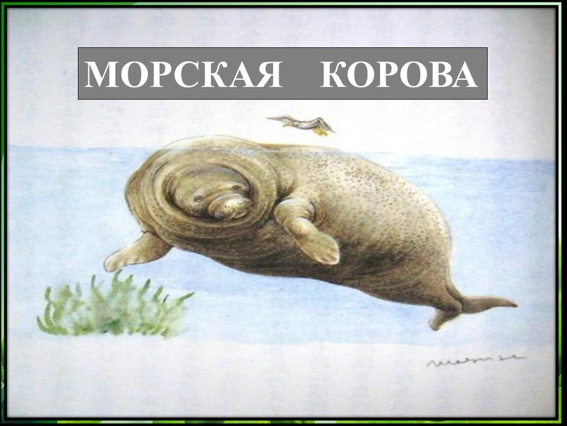 МОРСКАЯ КОРОВА