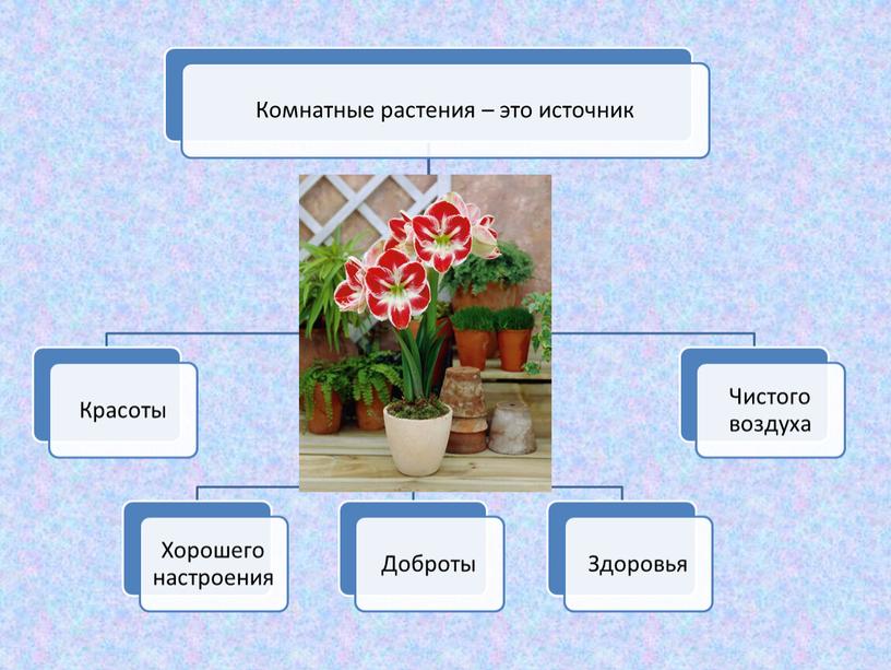 Презентация для детей с ТМНР "Комнатные растения"