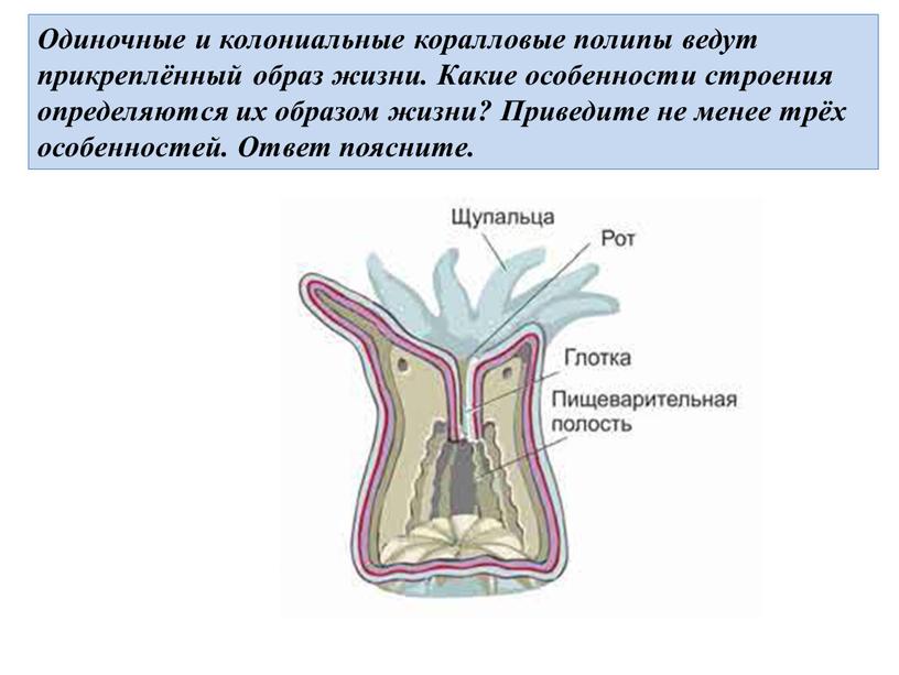 Коралловые полипы ведут прикрепленный образ. Пищеварительная система коралловых полипов. Класс коралловые полипы выделительная система. Кишечная полость коралловых полипов. Выделительная система коралловых полипов.