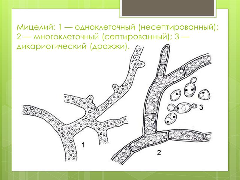Мицелий: 1 — одноклеточный (несептированный); 2 — многоклеточный (септированный); 3 — дикариотический (дрожжи)