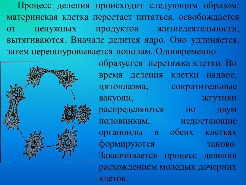 Процесс деления происходит следующим образом: материнская клетка перестает питаться, освобождается от ненужных продуктов жизнедеятельности, вытягиваются