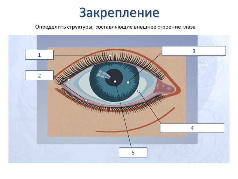 Закрепление 1 2 3 4 5 Определить структуры, составляющие внешнее строение глаза