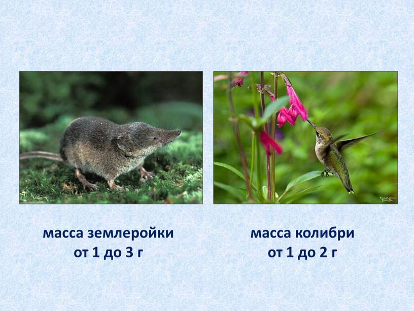 Самые мелкие животные на земле масса колибри от 1 до 2 г масса землеройки от 1 до 3 г