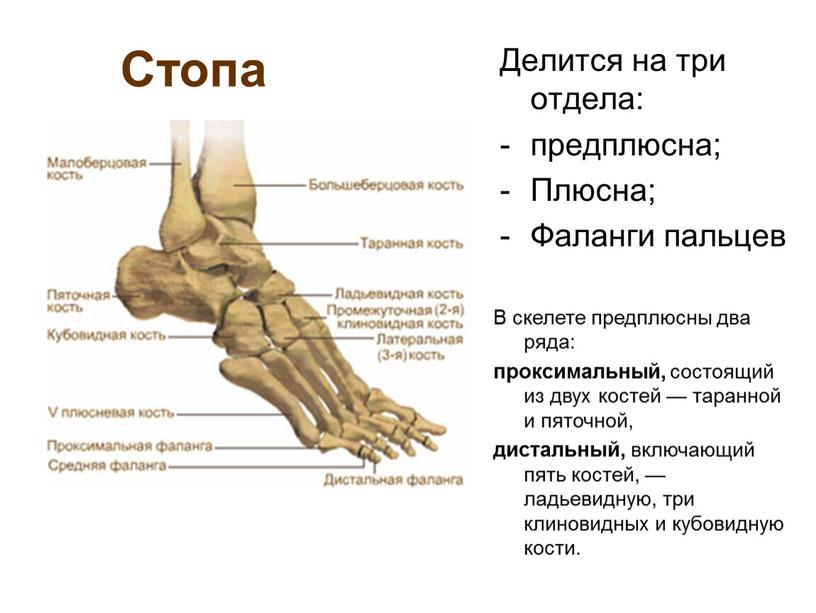 Стопа Делится на три отдела: предплюсна;