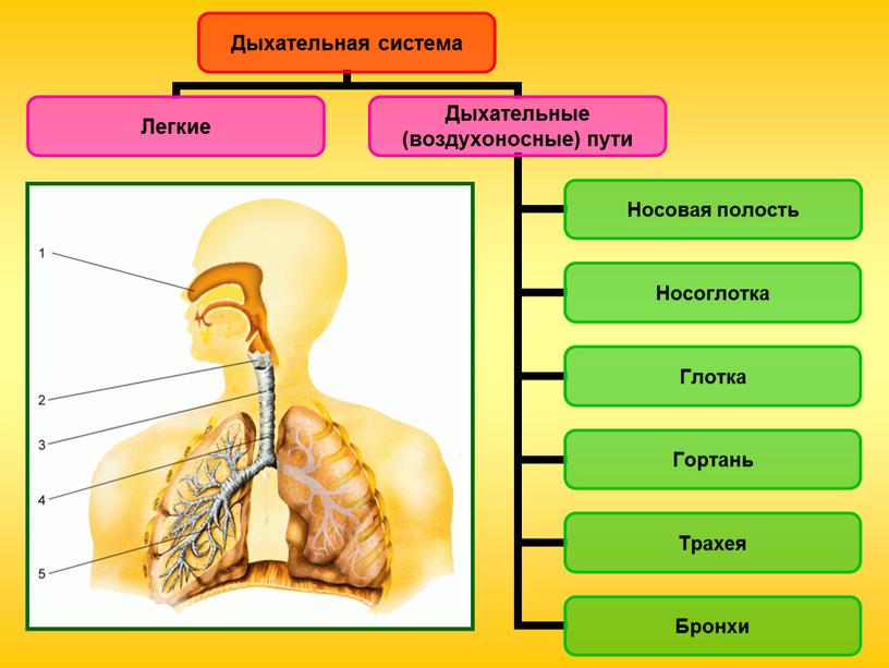 Дыхательная система