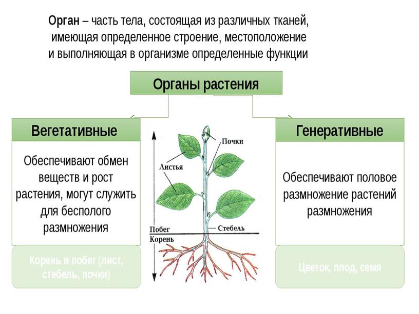 Царства растений