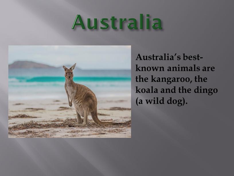 Australia Australia’s best-known animals are the kangaroo, the koala and the dingo (a wild dog)