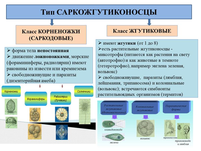 Класс КОРНЕНОЖКИ (САРКОДОВЫЕ) Тип